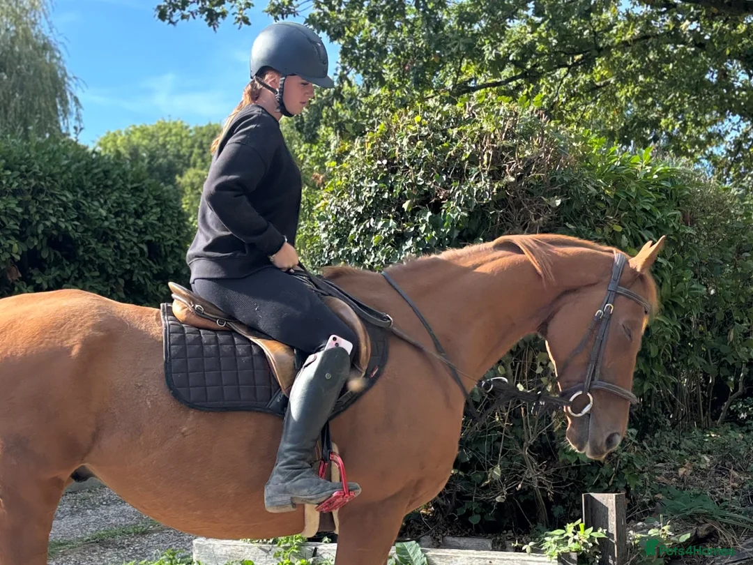 English Thoroughbred horses for sale: Super safe confidence teens horse in Lingfield - Advert 7