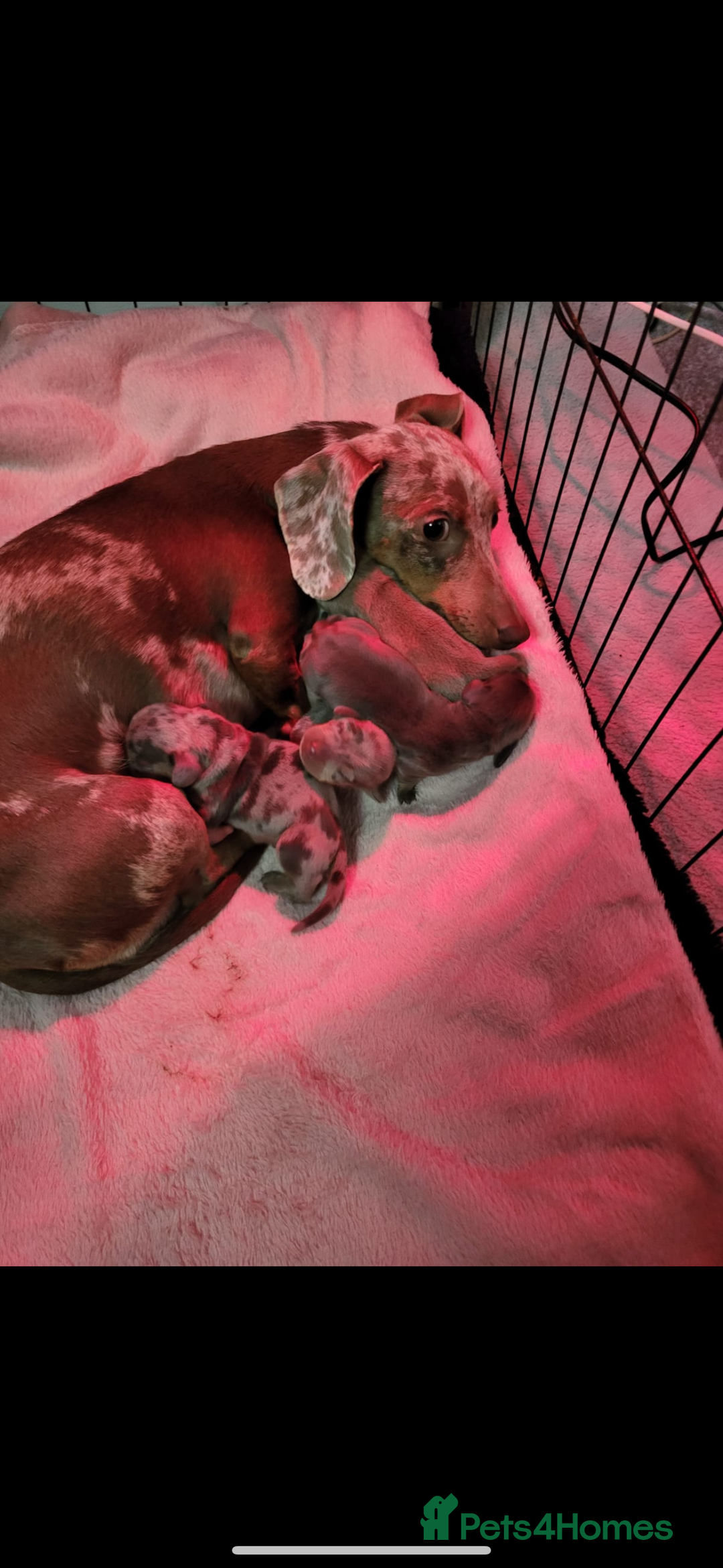 Miniature Dachshund dogs for sale: READY NOW  - Advert 25
