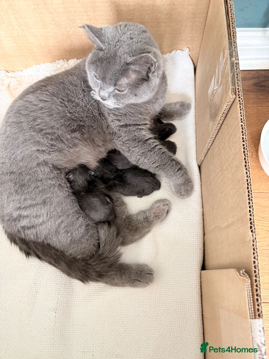 British Shorthair cats for sale: Gorgeous half British Shorthair kittens - Advert 2