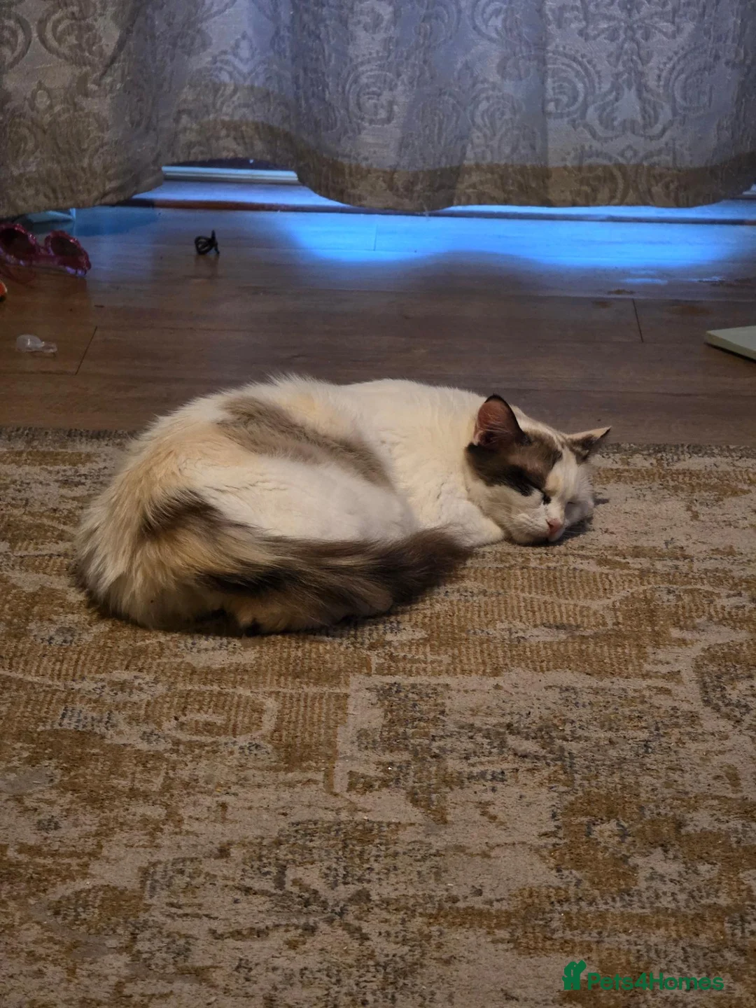 Maine Coon cats for sale: Poly litter of mainecoon/ragdoll - Advert 14