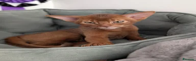 Abyssinian 1