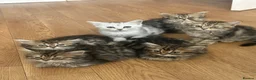 Persian cats for sale: Mixed breed Persian Kittens  - Advert 11