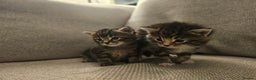 Mixed Breed cats for sale: Part Maine Coon - Advert 14