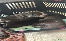 Mixed Breed dogs for sale: Mixed breed puppies - Image 8