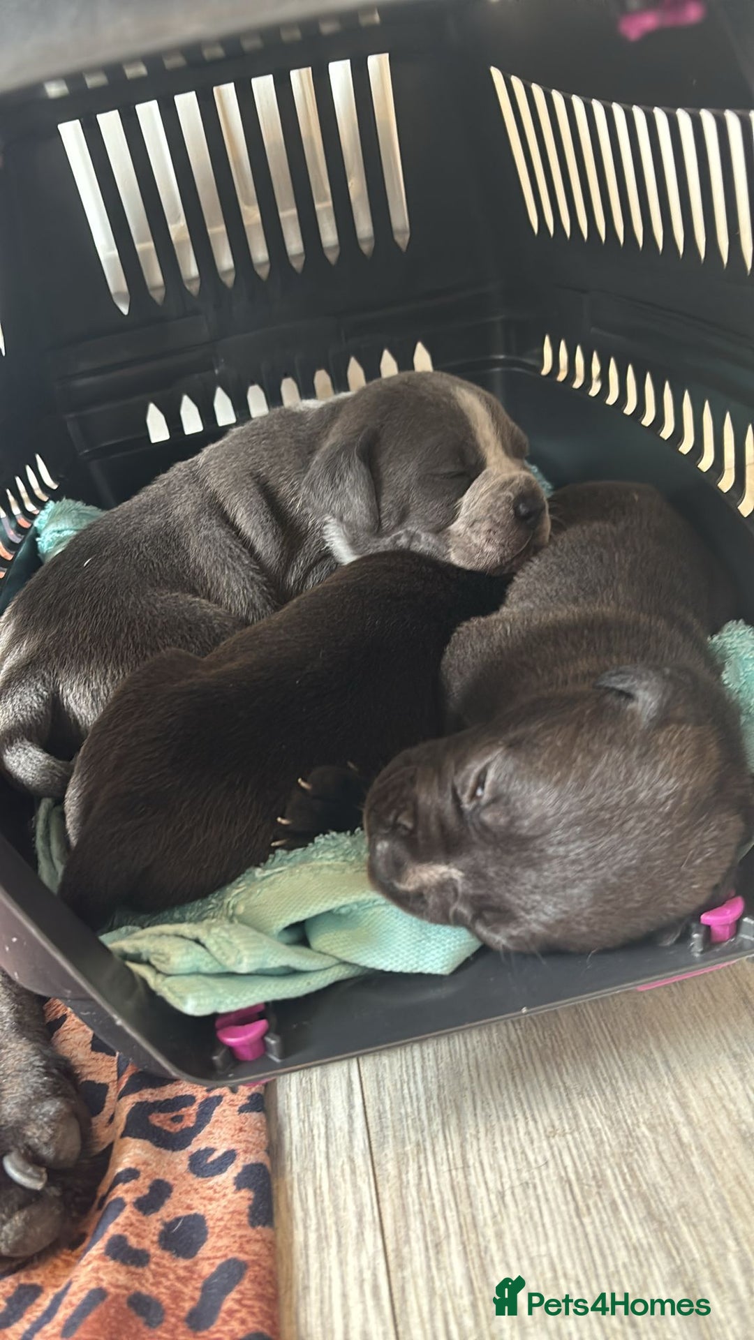 Mixed Breed dogs for sale: Mixed breed puppies - Image 8