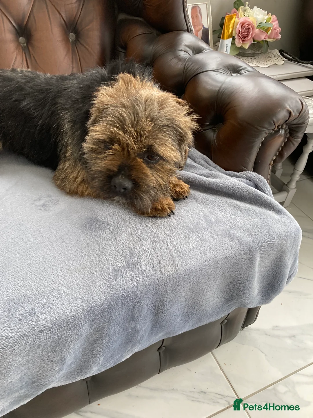 Border Terrier dogs for stud: MEET FINN in Maidstone - Advert 9