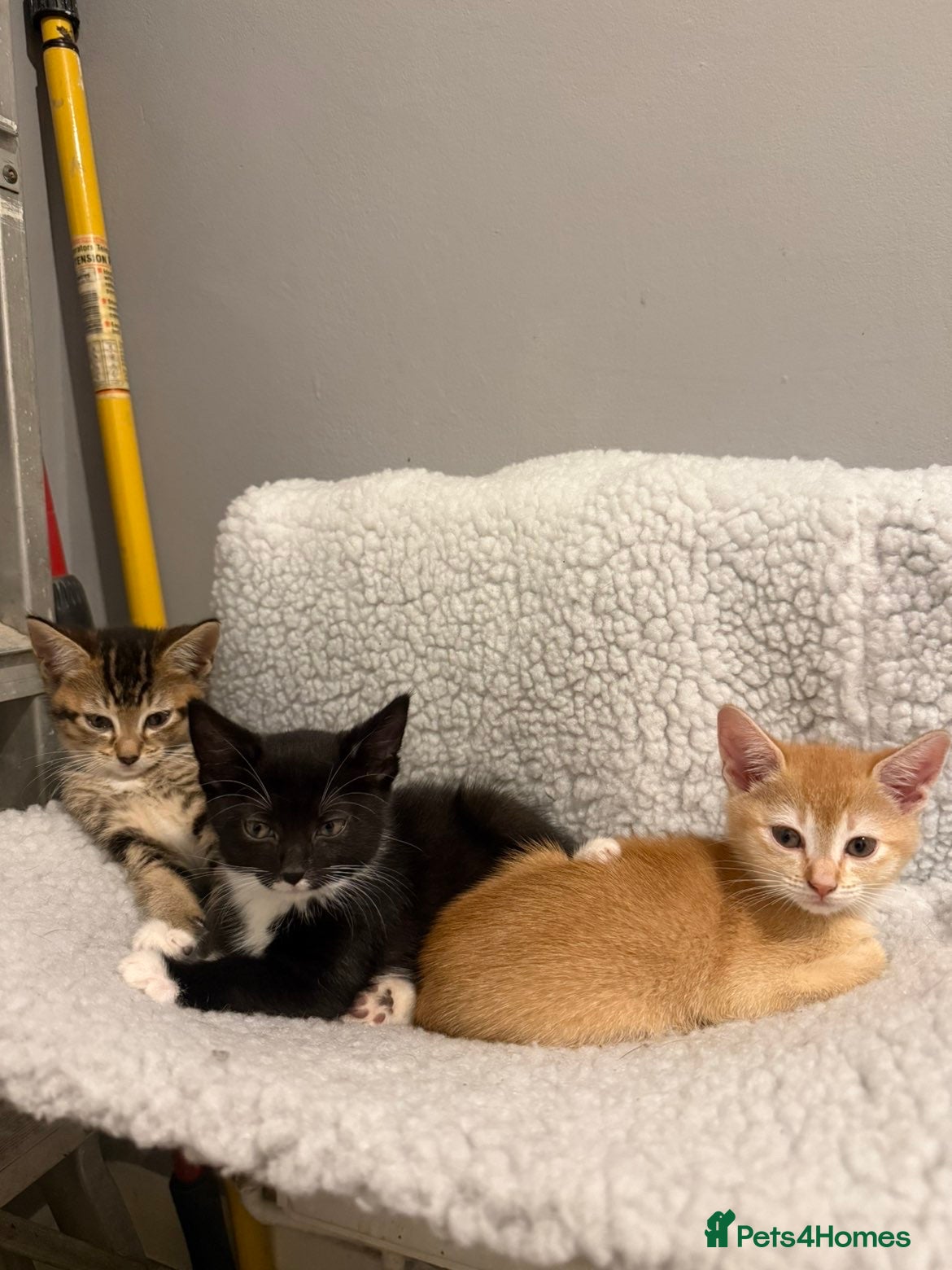 Mixed Breed cats for sale: 🚨GORGEOUS KITTENS READY TO LEAVE 🚨 - Advert 6