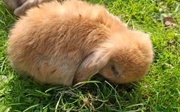 Mini Lop rabbits for sale: Beautiful Baby Mini Lops for sale - Image 5