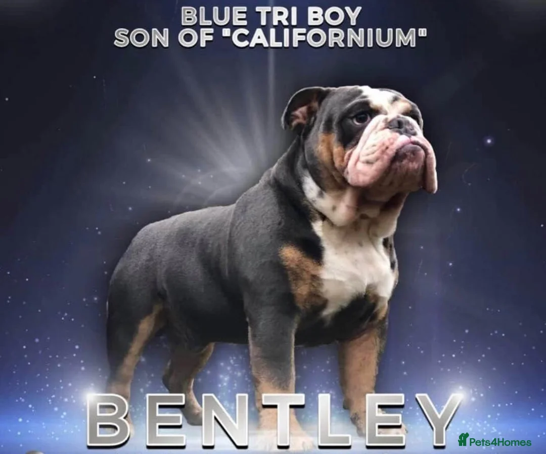 English Bulldog dogs for stud: HUGE CB BLUE TRI ENGLISH BULLDOG STUD in London - Advert 3