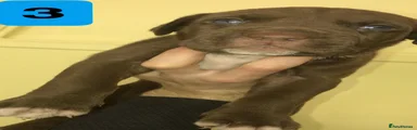 MALE 3, CHOCOLATE