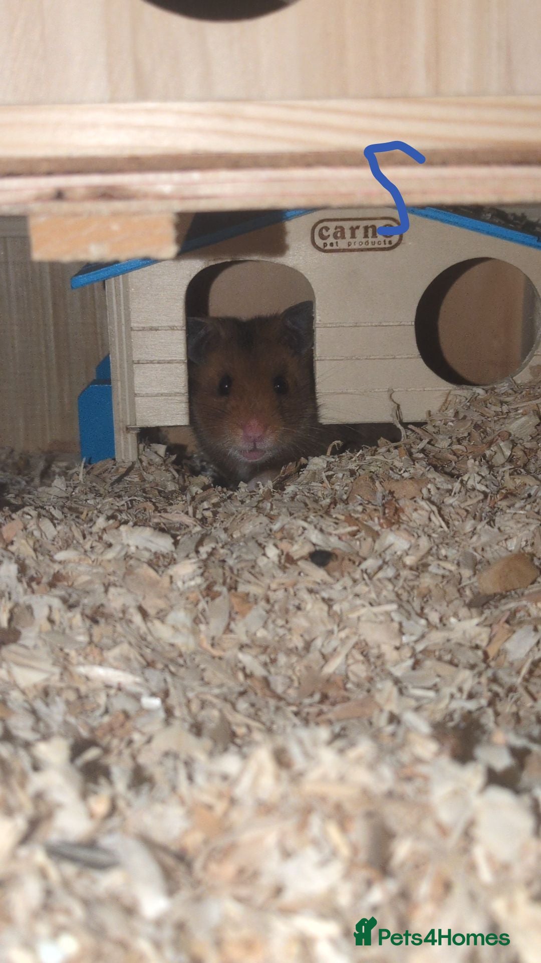 Hamster rodents for sale: Brown Syrian hamster and cage  - Advert 13