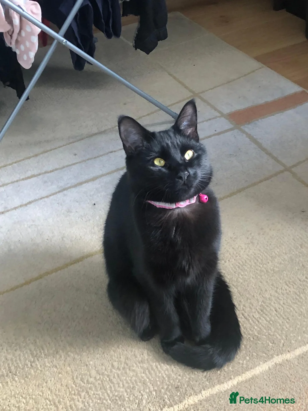 Domestic Shorthair cats for sale: Playful and loveable girl in need of a loving home - Advert 1