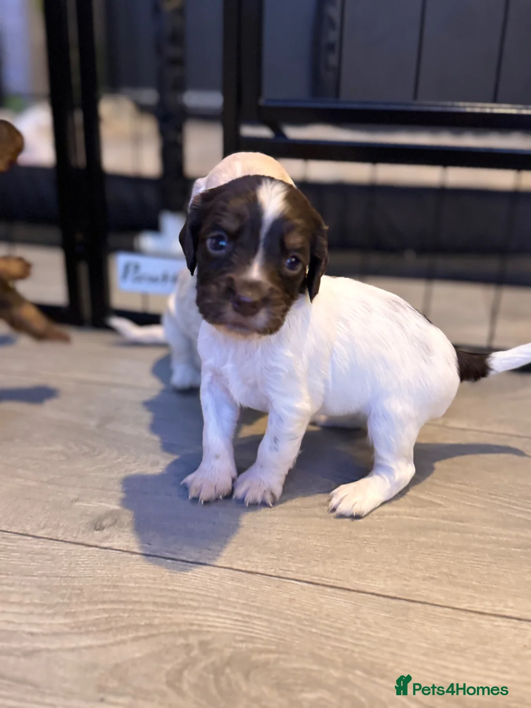 Cocker Spaniel dogs for sale: Cocker spaniel puppies  in Ashington - Advert 4