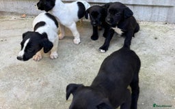 Cocker Spaniel dogs for sale: Cocker Spaniel Puppies  - Image 4