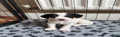 Mixed Breed Puppy 3