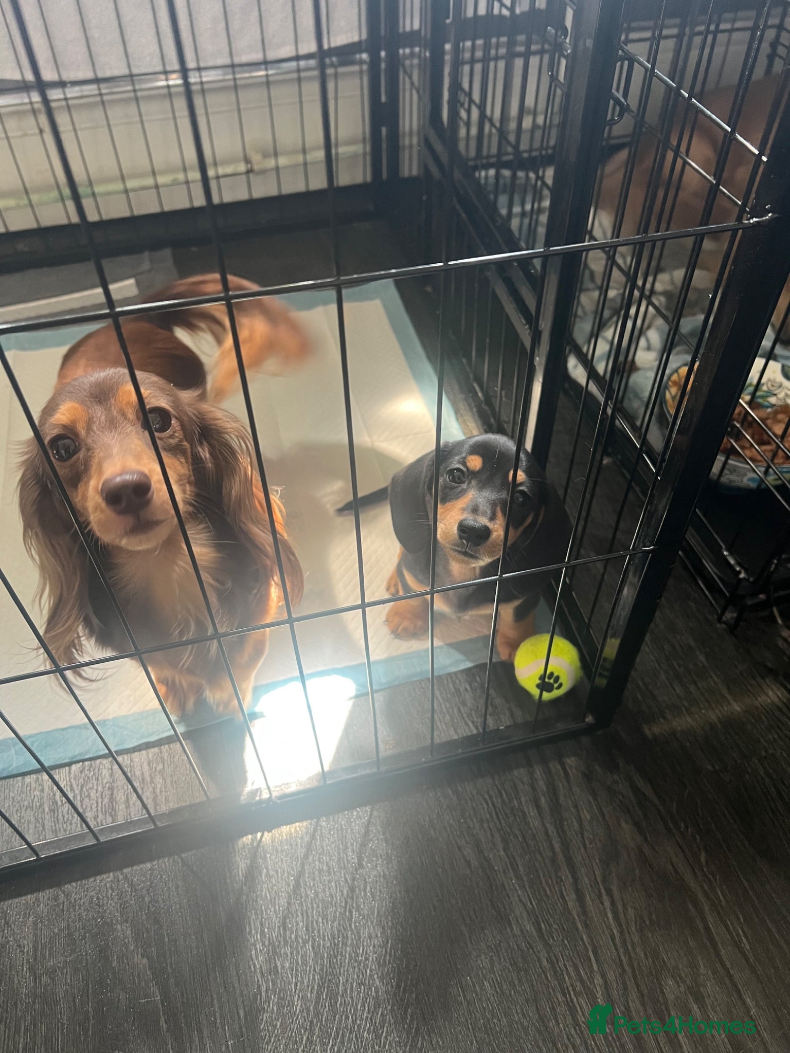 Miniature Dachshund dogs 🐾 ADORABLE MINIATURE DACHSHUND PUPPIES 🐾 - Advert 2