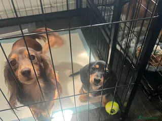 Miniature Dachshund dogs 🐾 ADORABLE MINIATURE DACHSHUND PUPPIES 🐾 - Advert 2