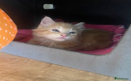 Mixed Breed cats for sale: 5 Fluffy Half Maine Coon kittens - Advert 5