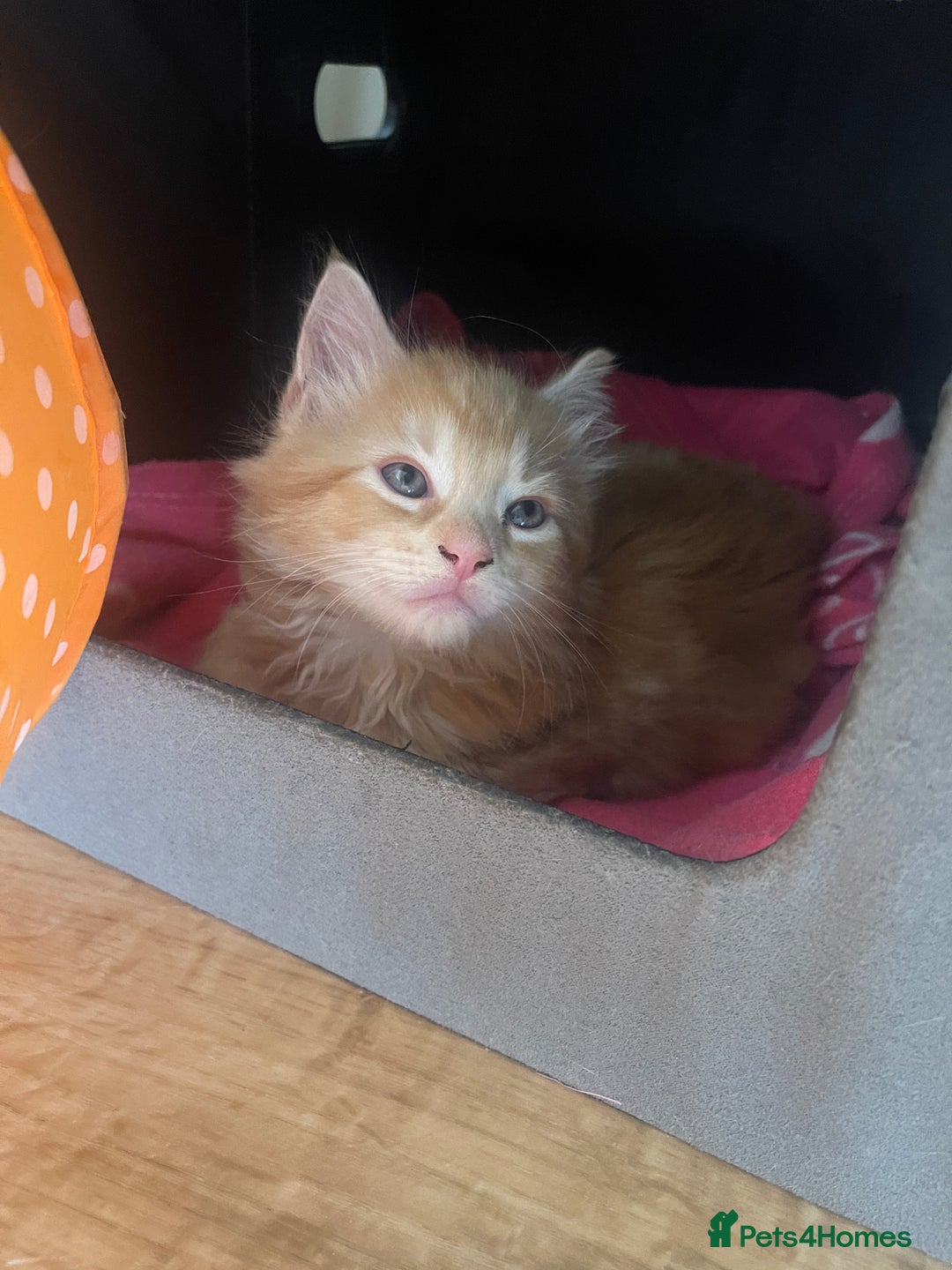 Mixed Breed cats for sale: 5 Fluffy Half Maine Coon kittens - Advert 5