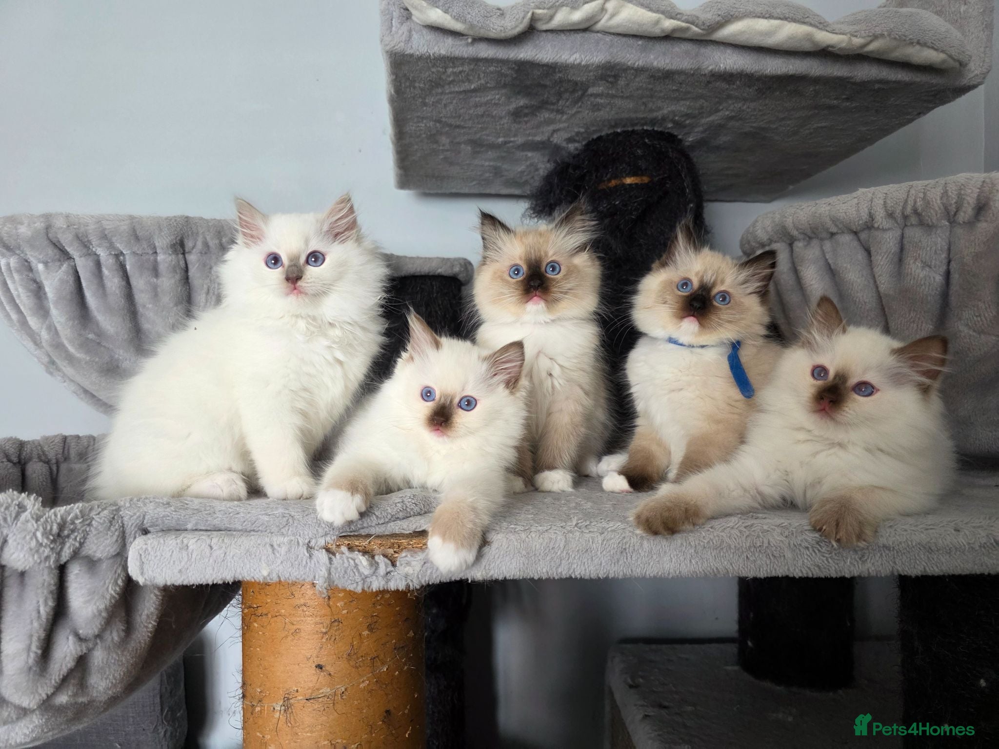 Ragdoll cats GCCF REGISTERED RAGDOLL KITTENS  - Advert 2