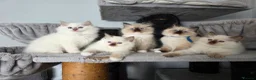 Ragdoll cats for sale: GCCF REGISTERED RAGDOLL KITTENS  - Advert 12