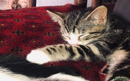 Mixed Breed cats for sale: Kittens  - Image 7