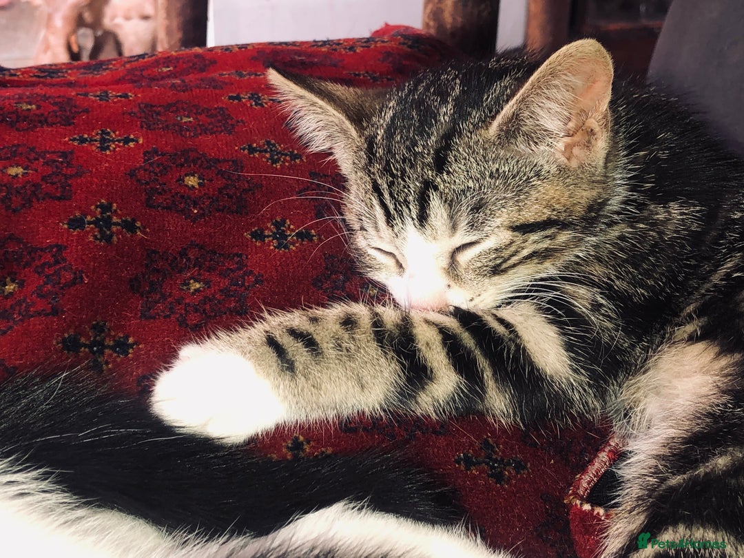 Mixed Breed cats for sale: Kittens  - Image 7
