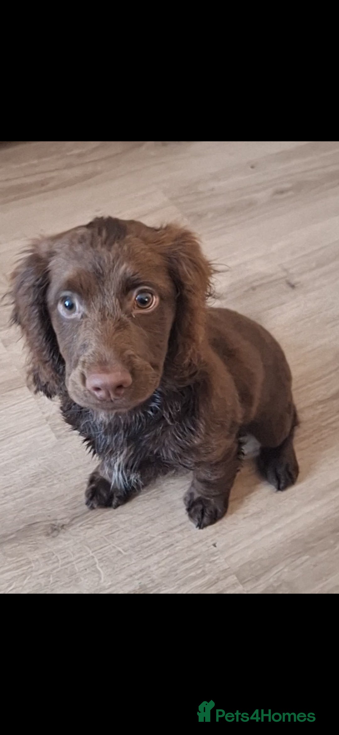 Cocker Spaniel dogs for sale: Stunning pedigree cocker spaniel puppies  - Image 1