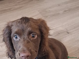 Cocker Spaniel dogs - Advert 4