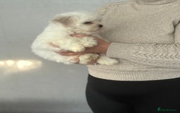 Malshi dogs for sale: Maltese x shihtzu  puppy white with beige ears - Image 6