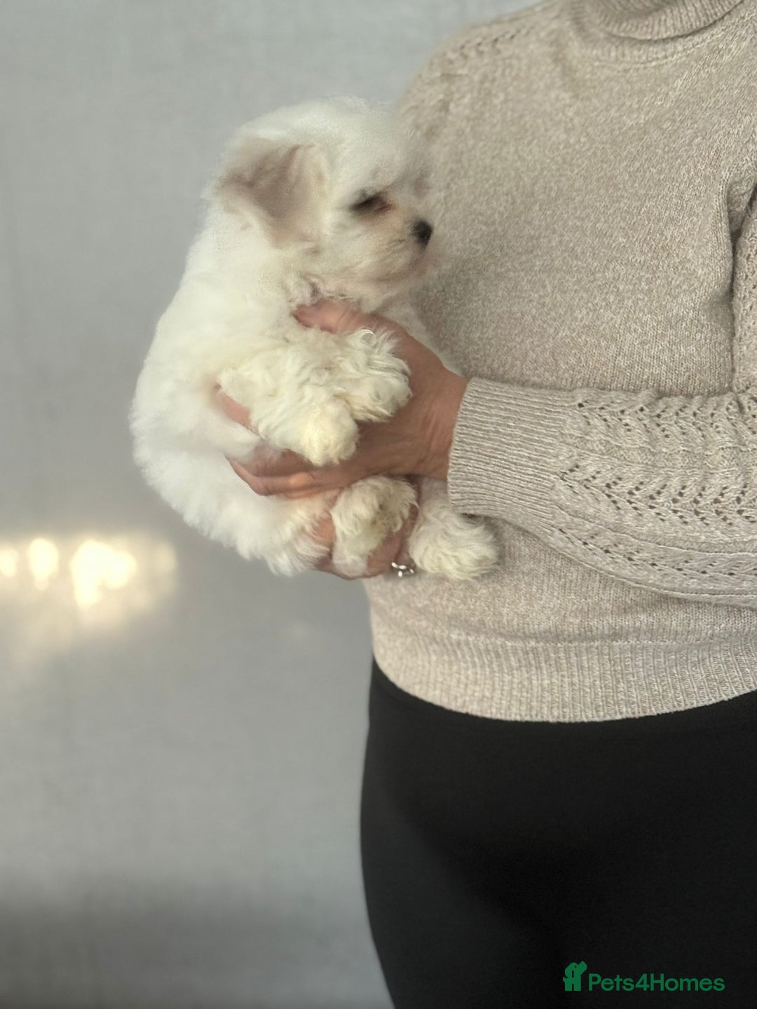 Malshi dogs for sale: Maltese x shihtzu  puppy white with beige ears - Image 6