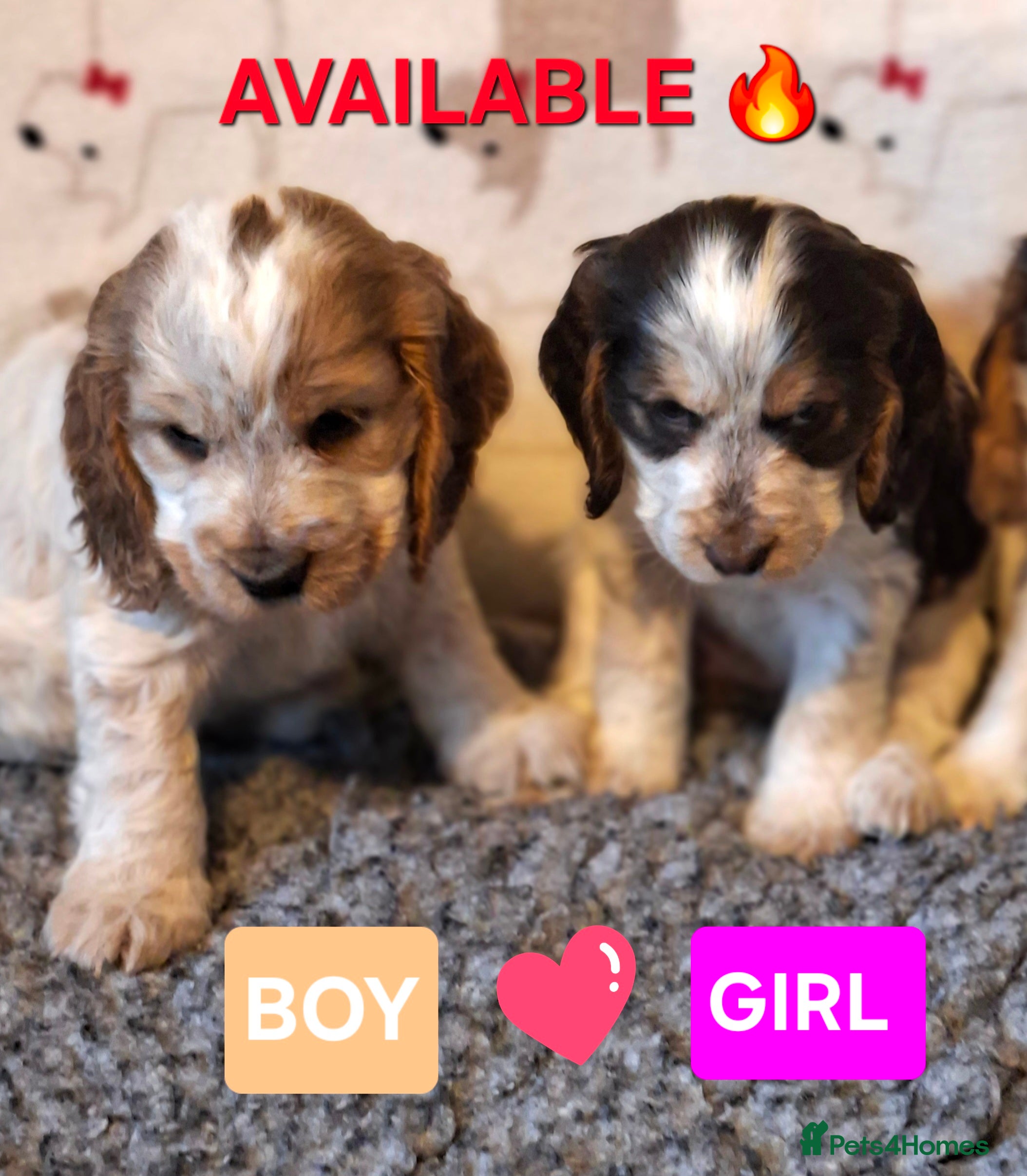 Cocker Spaniel dogs KC Registered Stunning Show tipe cocker spaniel  - Advert 10