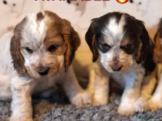 Cocker Spaniel dogs KC Registered Stunning Show tipe cocker spaniel - Advert 10