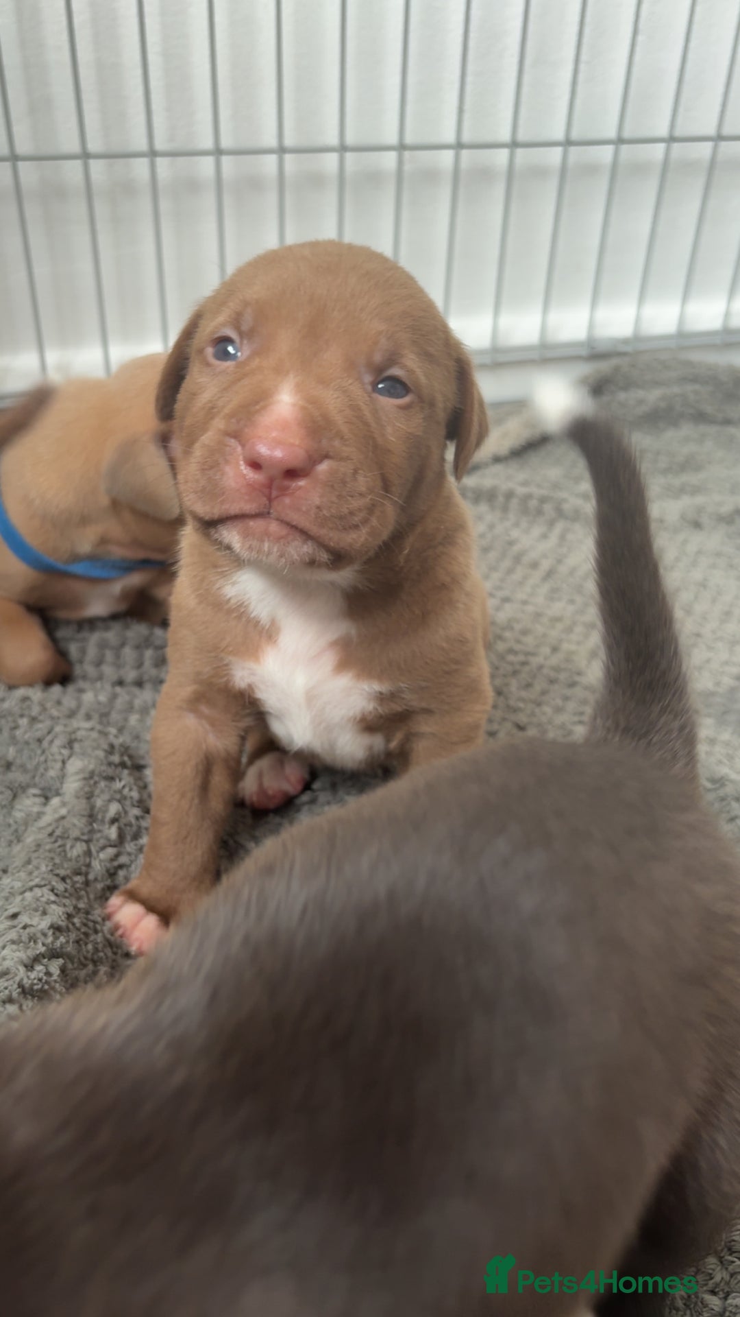 Mixed Breed dogs for sale: Puppies for sale  - Image 4