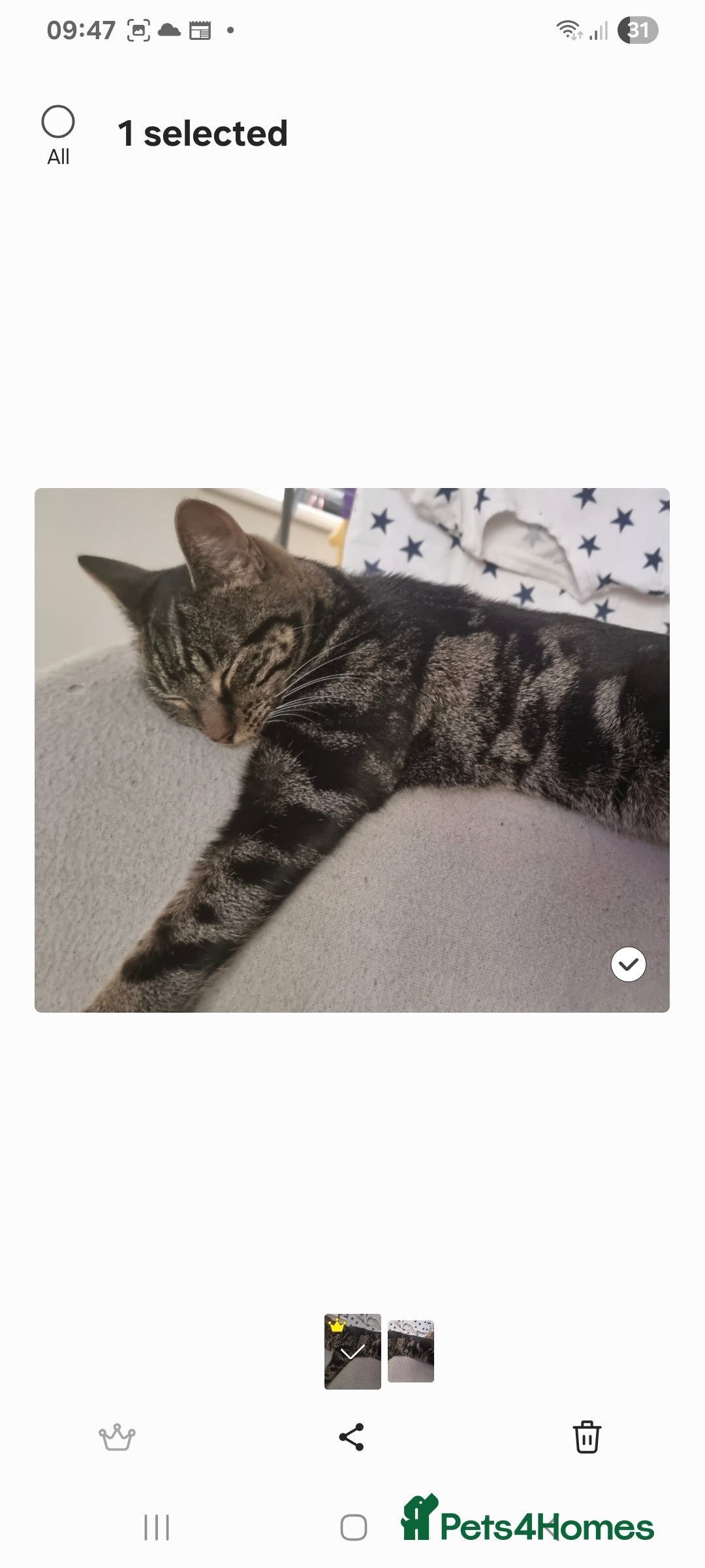 British Shorthair cats for sale: 2 loving cats in Scarborough - Image 3