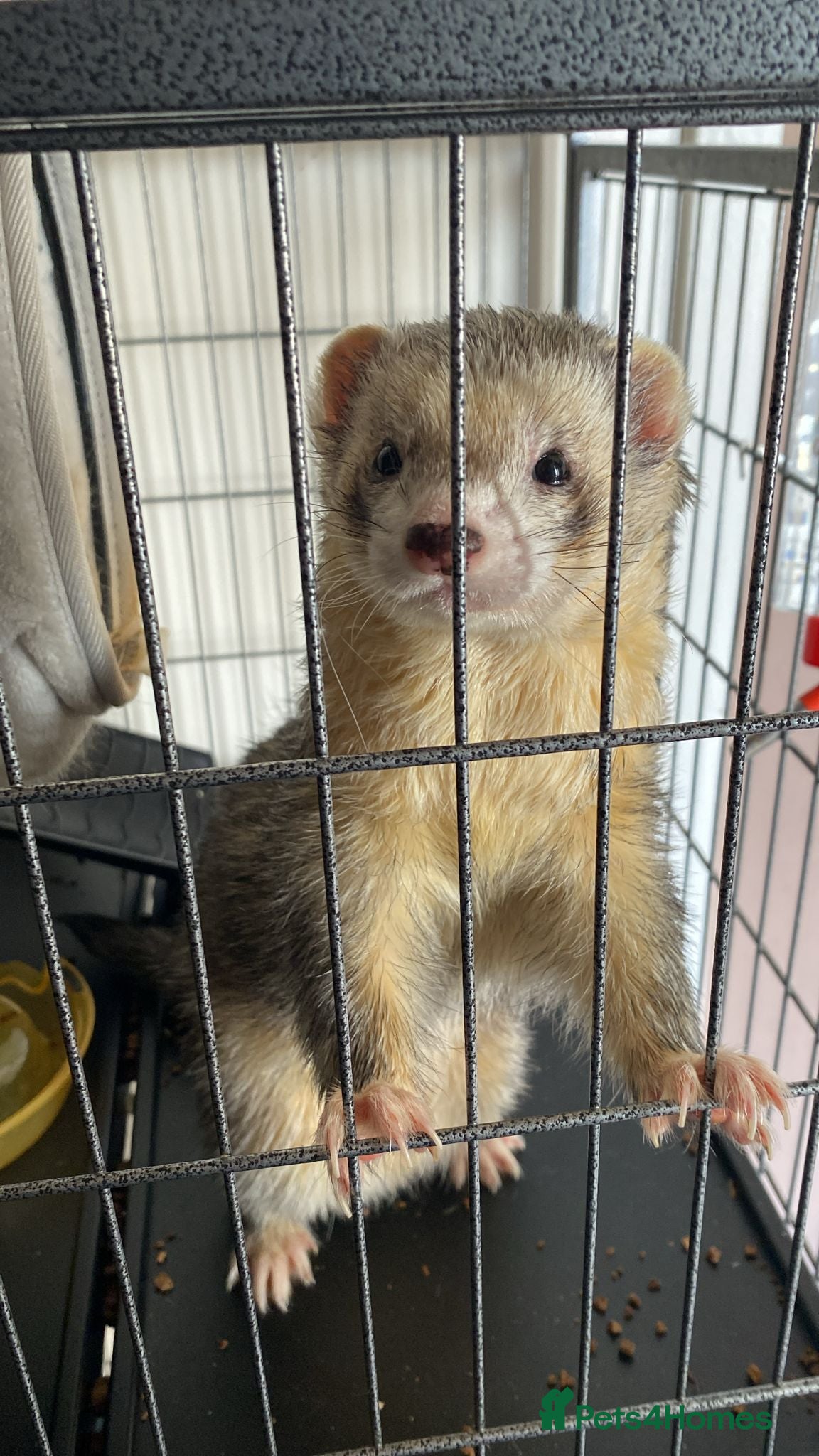 Ferret rodents Two male ferrets looking for a new home. - Advert 13