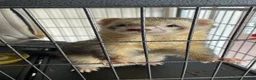 Ferret rodents for sale: Two male ferrets looking for a new home. - Advert 1