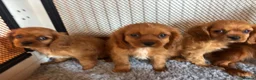 Cavalier King Charles Spaniel dogs for sale: Cavalier King Charles  - Advert 26