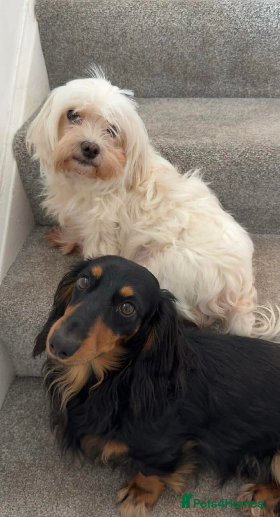 Mixed Breed dogs Mauxie-poo - Advert 1