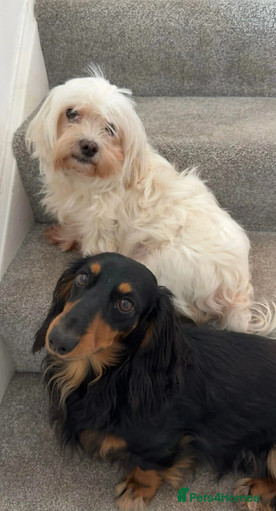 Mixed Breed dogs for sale: Mauxie-poo in Liverpool - Advert 1