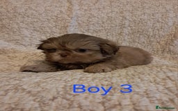 Shih Tzu dogs for sale: Pedigree Imperial Shih tzu puppies - Image 4
