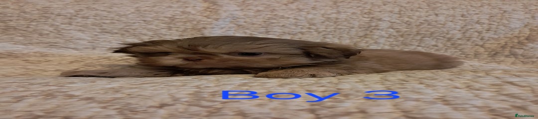 Boy 3