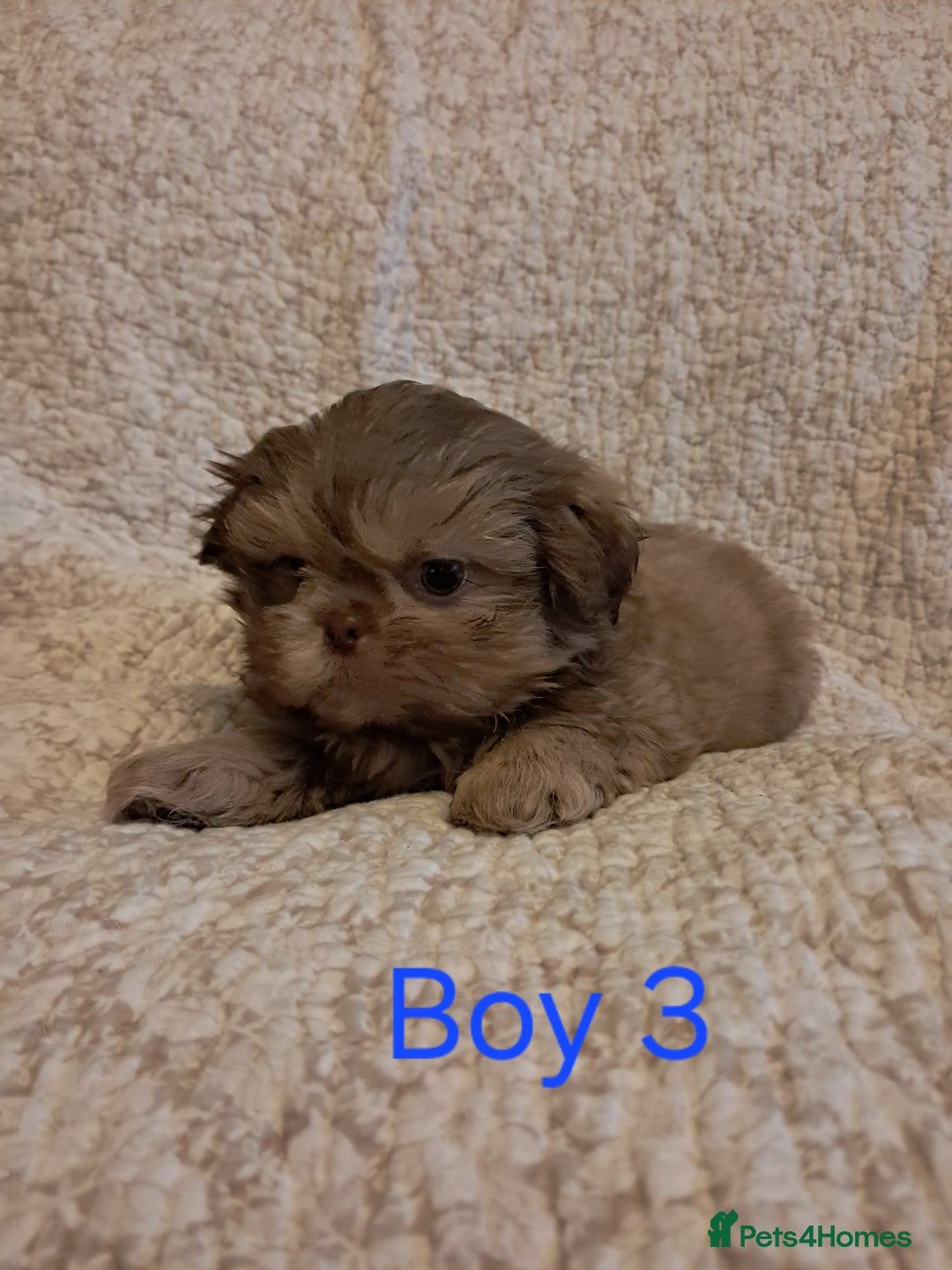 Shih Tzu dogs for sale: Pedigree Imperial Shih tzu puppies - Image 4