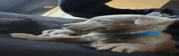 Labrador Retriever dogs for sale: Gorgeous silver Labrador puppies  - Advert 17