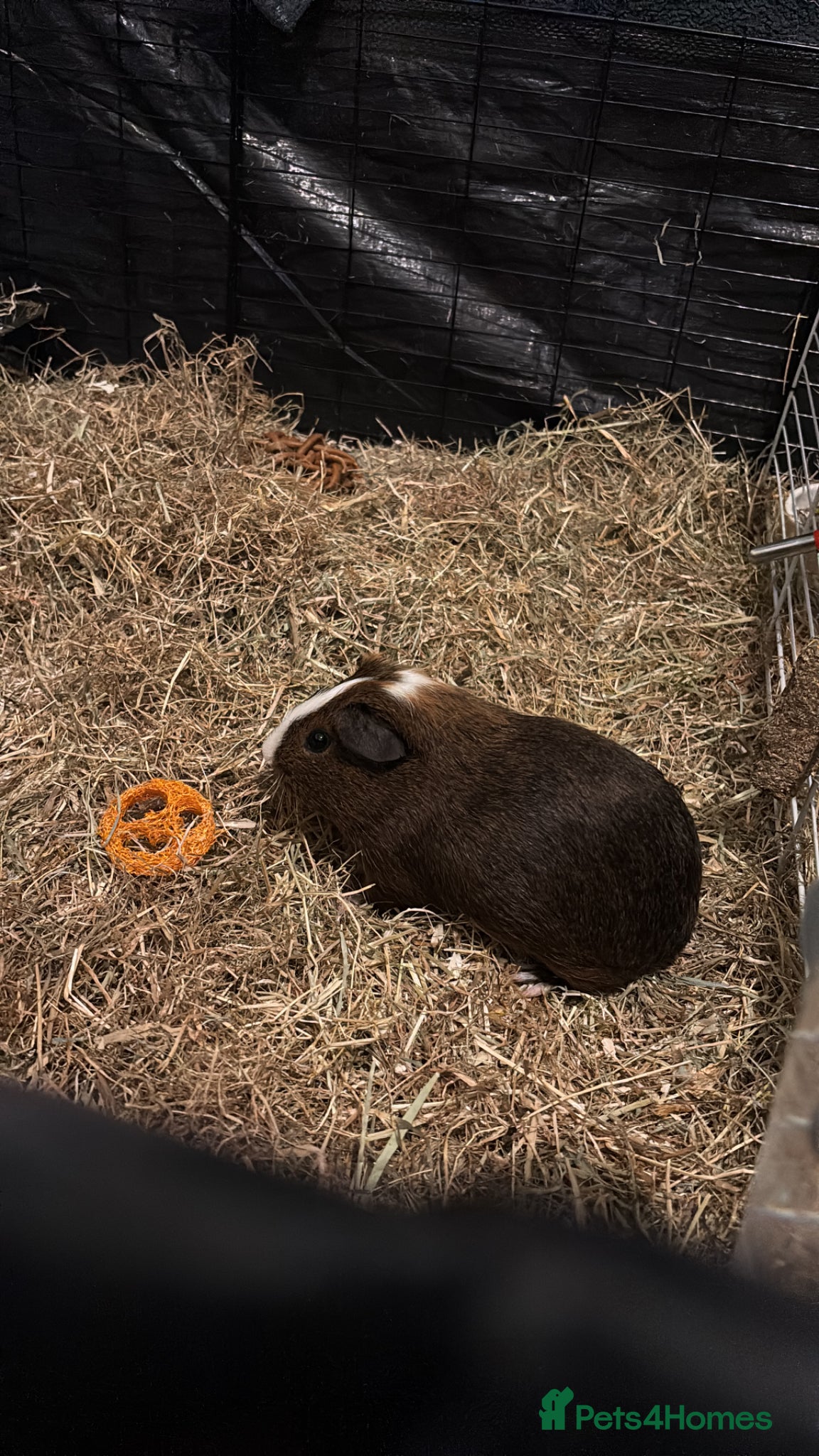 Guinea Pig rodents Male guinea pig - Advert 3