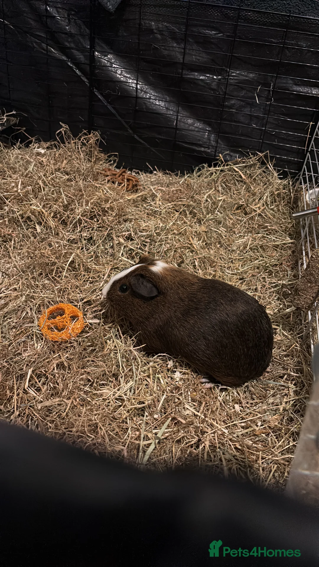 Guinea Pig rodents for sale: Male guinea pig - Advert 1