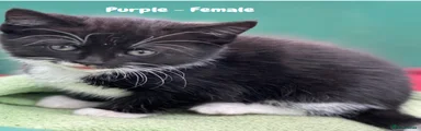 Mixed Breed Kitten 7