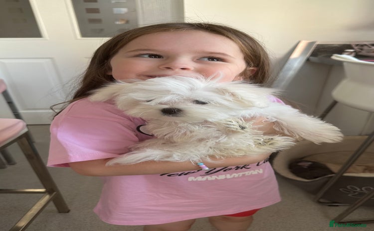 Maltese dogs - Advert 1
