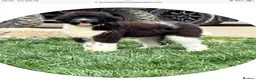 Newfypoo dogs for sale: Rare Newfypoo Puppies.  Stunning colors - Advert 15