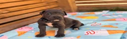 Cane Corso dogs for sale: Stunning cane corso 🐶 - Advert 7